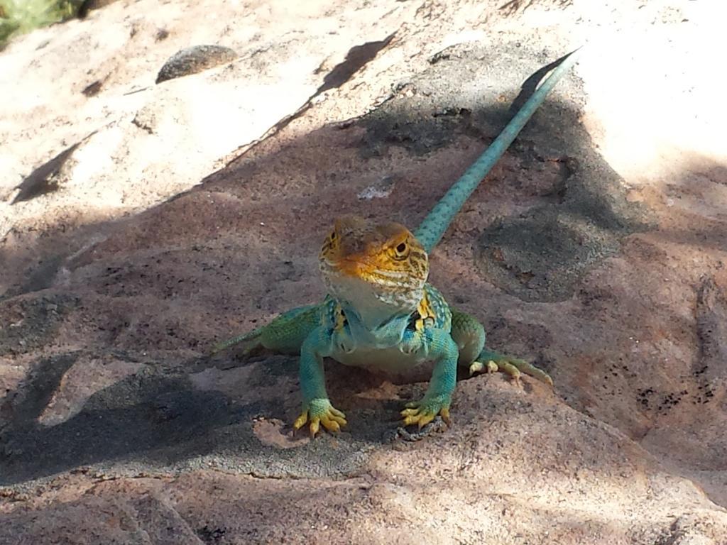 Stone Lizard Lodge แบลนดิง ภายนอก รูปภาพ