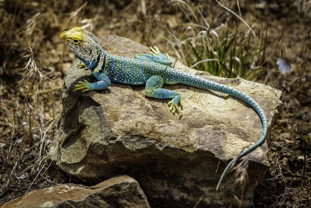 Stone Lizard Lodge แบลนดิง ภายนอก รูปภาพ